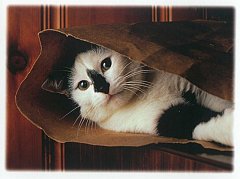 Gatti (367)